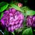 Rosa gallica Cardinal de Richelieu (Rose Van Sian)