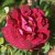 Rosa centifolia muscosa Nuits de Young C4
