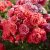 Rosa floribunda Cherry Girl ®
