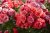 Rosa floribunda Cherry Girl ®