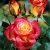 tehybrid Chicago Peace (Johnago), Tehybridros, C4