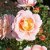 floribunda Drottningholm ® (Rosenborg, Poulasor), Floribundaros, C4