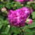 Rosa gallica Cardinal de Richelieu C4