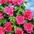 Rosa rugosa Hansa, Buskros 10-pack, 30-50 barrot