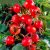 Rosa rugosa Hansa, Buskros 10-pack, 30-50 barrot