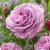 floribunda Lavender Ice ® (Tan04249), Floribundaros, C4