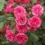 Rosa Elmshorn C4