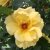 Rosa Maigold C4
