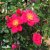 Rosa Tommelise ® C4