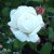 Rosa austin Winchester Cathedral ® (Auscat) C6