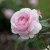 austin Olivia Rose (Ausmixture), Engelsk Buskros, C6