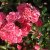 Rosa polyantha Pink The Fairy C4