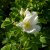 Rosa rugosa Alba, Vresros 10-pack