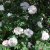 Rosa spinosissima Stanwell Perpetual C4