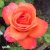 Rosa tehybrid Troika ® C4