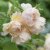 Rosa austin Wollerton Old Hall ® Howard Rice David Austin Roses