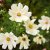 Rosenskära, Xanthos