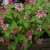 Rubus arcticus ssp. stellarct. Sofia, Allåkerbär, co 10cm