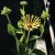 Rudbeckia subtomentosa Little Henry ®, Prärierudbeckia, P9cm
