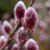 Salix chaenomeloides Mt. Aso, Kvittenvide, 120 stam C5