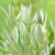 Salix helvetica, Alpvide