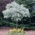 Salix helvetica, Alpvide