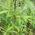 Salix udensis Sekka, Drakvide
