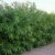 Salix udensis Sekka, Drakvide