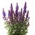 Salvia nemorosa Dark Blue Marvel