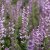 Salvia nemorosa Feathers Flamingo ® (Bocoffla), Stäppsalvia, C11cm
