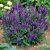 Salvia nemorosa Marcus ® (Haeumanarc), Stäppsalvia