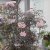 Sambucus nigra Black Lace (Eva), Blodfläder