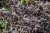 Sambucus nigra Black Lace (Eva), Blodfläder, C5