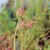 Sanguisorba minor, Pimpinell, P9cm