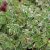 Sanguisorba minor Little Angel ®, Pimpinell, P9cm