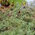 Sanguisorba minor Little Angel ®, Pimpinell, P9cm