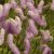 Sanguisorba Pink Brushes