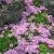 Saponaria x olivana, Kuddsåpnejlika, P9cm