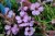 Saponaria x olivana, Kuddsåpnejlika, P9cm