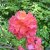 Rhododendron Knap Hill Sarina