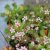 Saxifraga hirsuta, Lundbräcka, P9cm