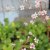 Saxifraga hirsuta, Lundbräcka, P9cm
