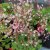 Saxifraga hirsuta, Lundbräcka, P9cm