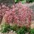Saxifraga x urbium Clarence Elliott, Porslinsbräcka