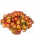 Bidéns Brazen ™ Imperial Luck, stickling 3-pack