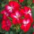 Pelargon Bunny Cherry Ice, stickling 3-pack