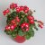 Pelargon Bunny Cherry Ice, stickling 3-pack