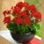 Pelargon Caliente Deep Red, kruka