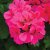 Pelargon Caliente Rose, kruka