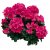 Pelargon Caliente Rose, kruka